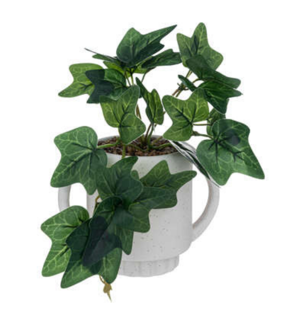 Planta Decorativa Hiedra de 24 cm