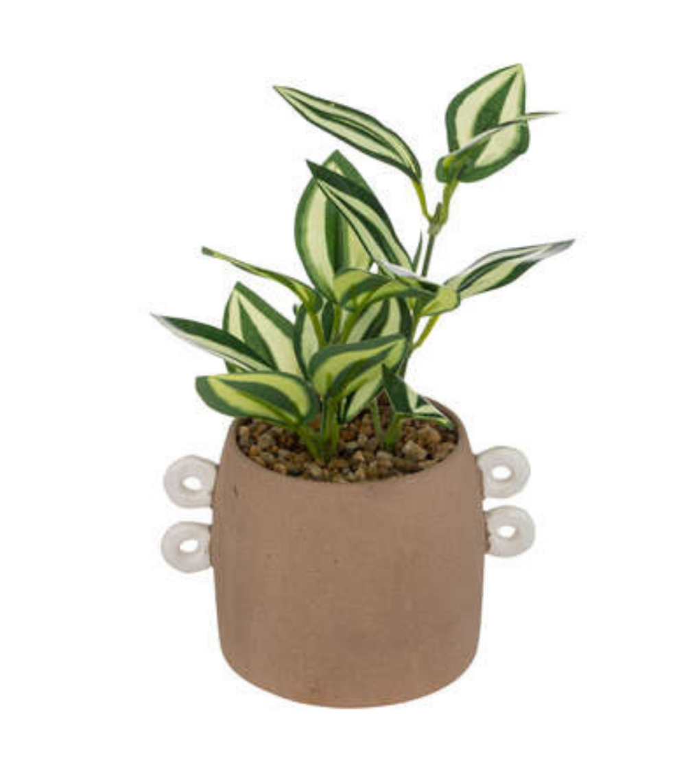 Planta Olme en Maceta Café de 21 cm