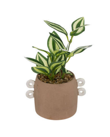 Planta Olme en Maceta Café de 21 cm