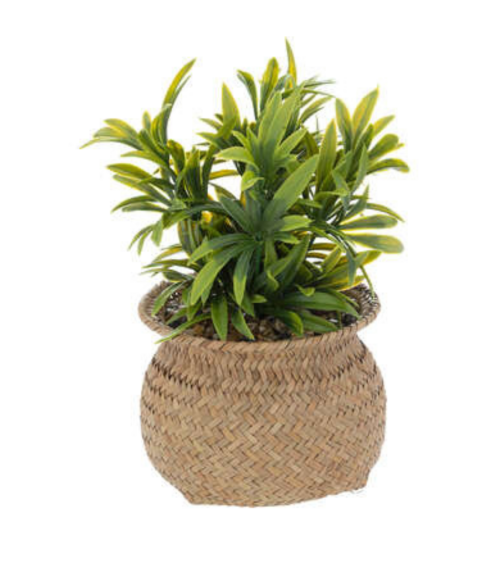 Planta Decorativa Jiling de 20cm