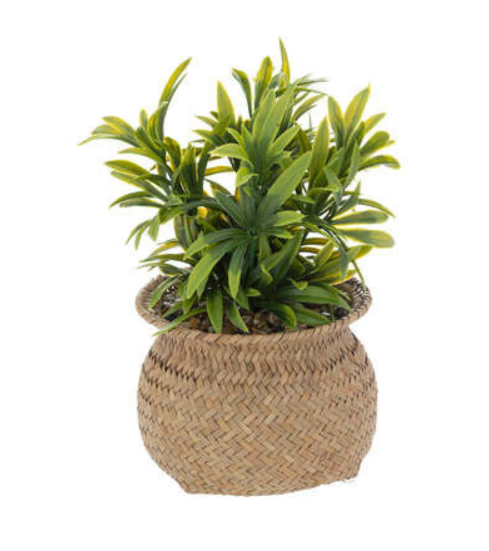 Planta Decorativa Jiling de 20cm