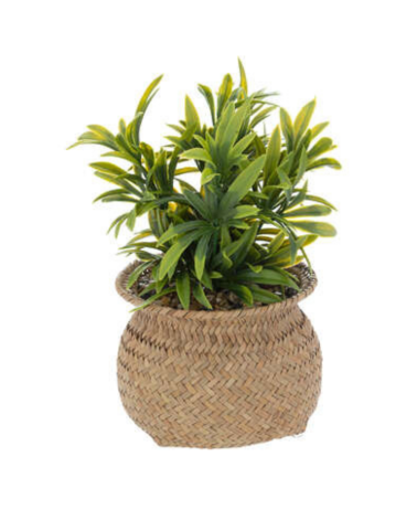 Planta Decorativa Jiling de 20cm