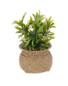 Planta Decorativa Jiling de 20cm