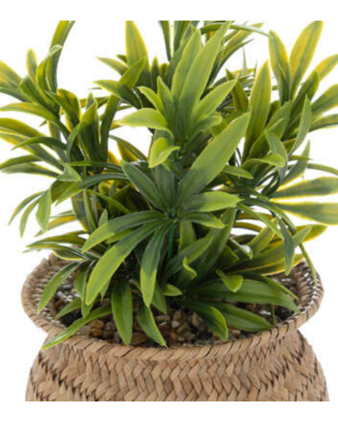 Planta Decorativa Jiling de 20cm