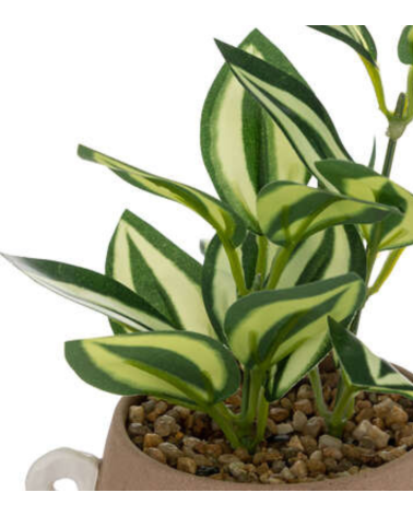 Planta Olme en Maceta Café de 21 cm