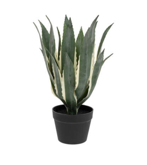Planta Decorativa Agave Americana de 55 cm