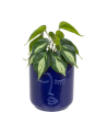Planta Decorativa con Maceta de Cerámica de 30 cm