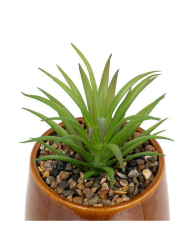 Cactus Decorativo de 12 cm - Varios Modelos