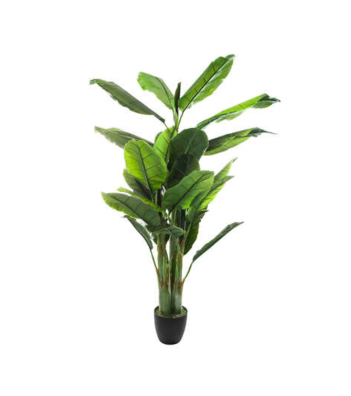 Platanera Decorativa de 170cm