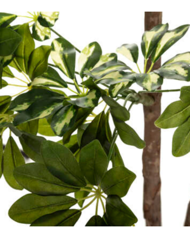 Planta Decorativa Schefflera de 130 cm