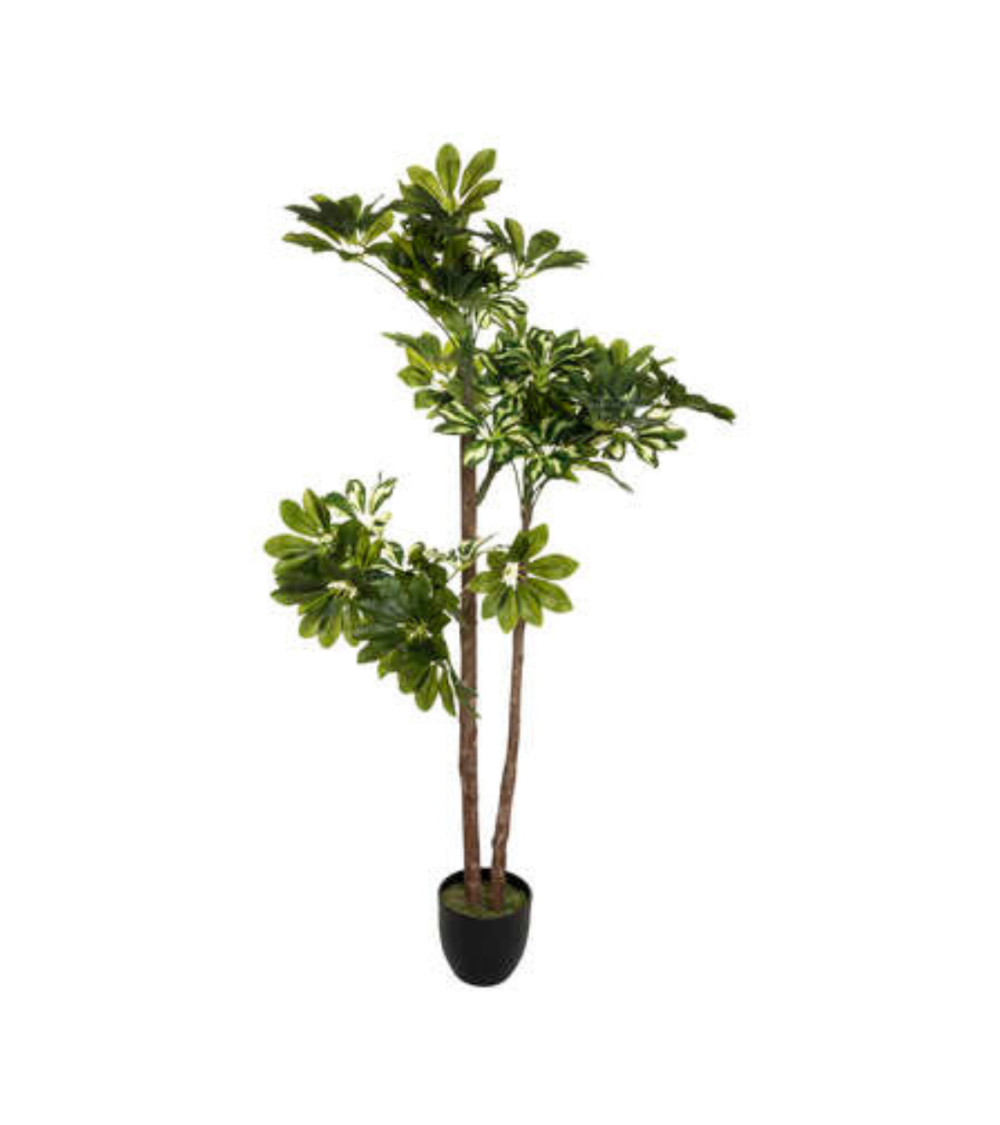 Planta Decorativa Schefflera de 130 cm