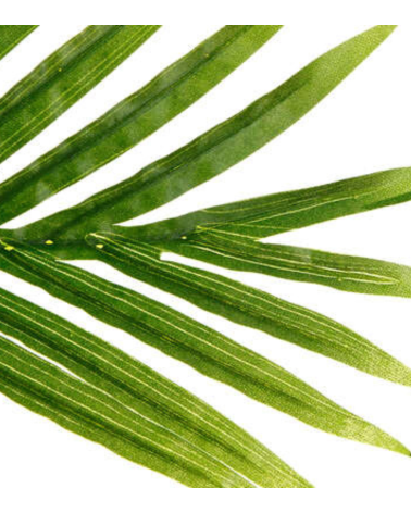 Palmera Decorativa de 170 cm