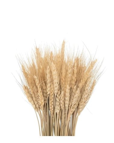Espigas de Trigo Decorativas Natural
