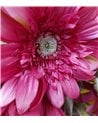 Vara de Gerbera Artificial para Interior
