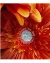 Vara de Gerbera Artificial para Interior