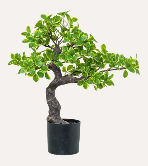 Planta Decorativa Estilo Bonsai