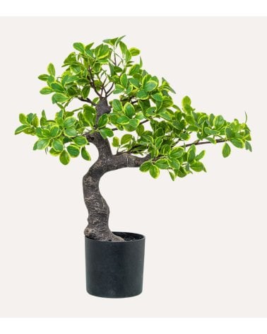 Planta Decorativa Estilo Bonsai