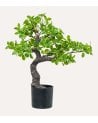 Planta Decorativa Estilo Bonsai