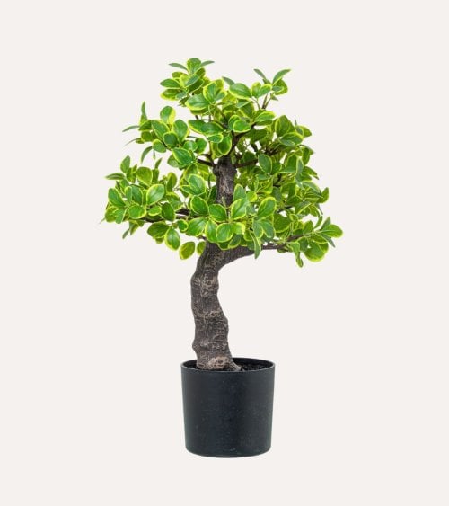 Planta Decorativa Estilo Bonsai