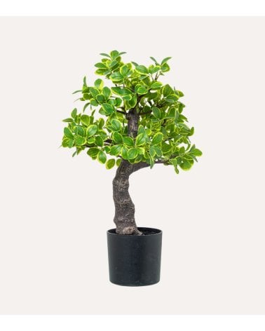 Planta Decorativa Estilo Bonsai
