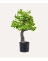 Planta Decorativa Estilo Bonsai