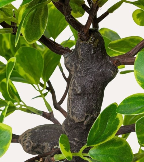 Planta Decorativa Estilo Bonsai