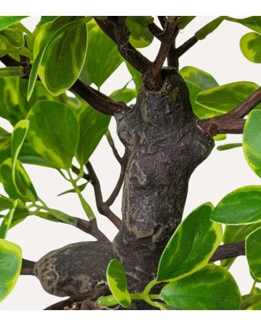 Planta Decorativa Estilo Bonsai