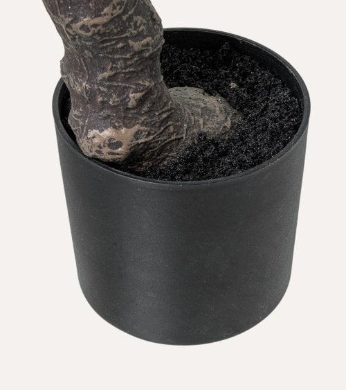 Planta Decorativa Estilo Bonsai