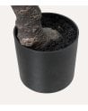 Planta Decorativa Estilo Bonsai