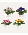 Flores Decorativas Pensamiento en Maceta