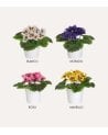 Flores Decorativas Pensamiento en Maceta