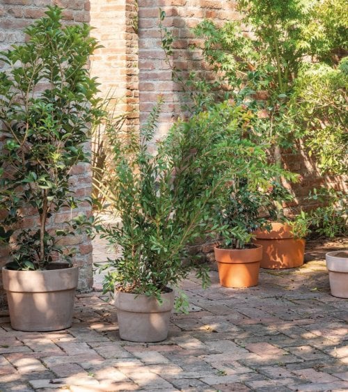 Maceta Perfetto de Barro de Terracota