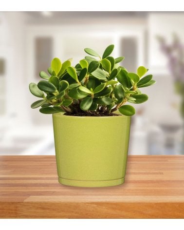 Maceta Avocado de Cerámica