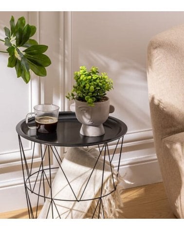 Maceta con Planta Dusty