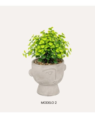 Maceta con Planta Dusty