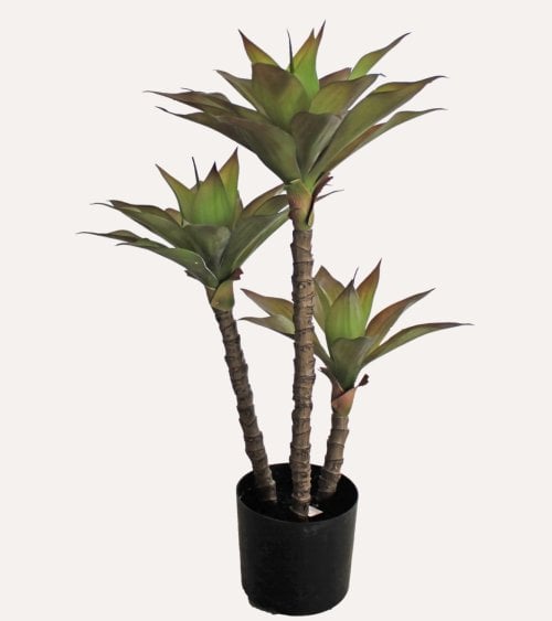 Planta Decorativa Agave
