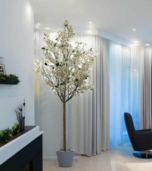 Planta Decorativa Almendro