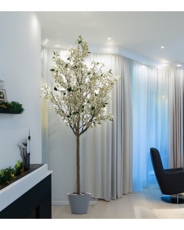 Planta Decorativa Almendro