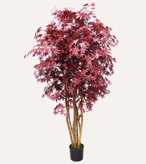 Árbol Arce Tronco Natural