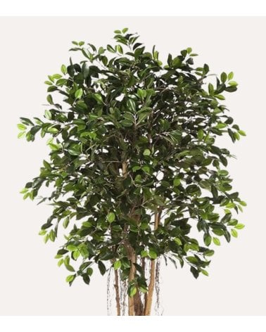 Mini Árbol Decorativo Ficus de Aspecto Realista