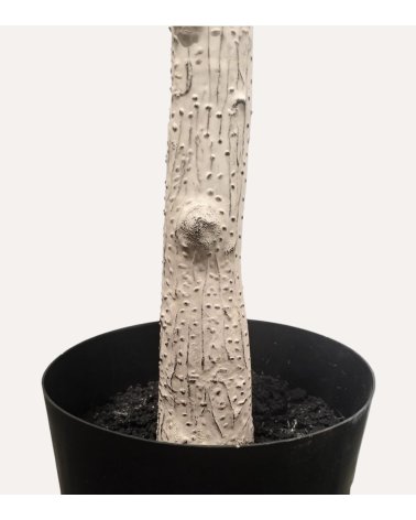 Árbol Almendro Decorativo con Aspecto Realista