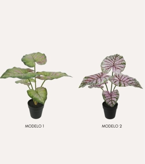 Planta Decorativa Bicolor Caladium en Maceta