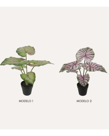 Planta Decorativa Bicolor Caladium en Maceta