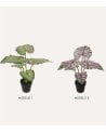 Planta Decorativa Bicolor Caladium en Maceta