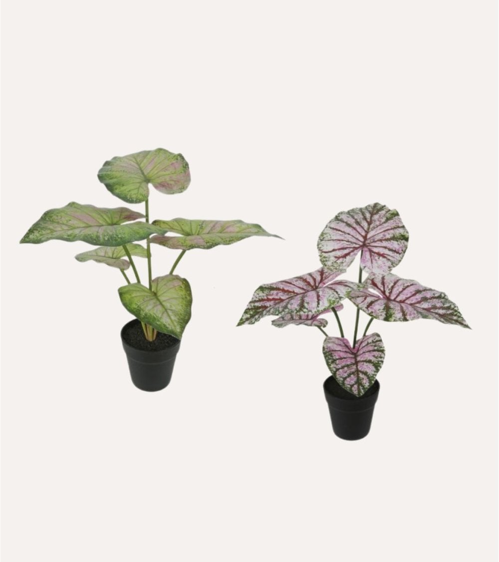 Planta Decorativa Bicolor Caladium en Maceta
