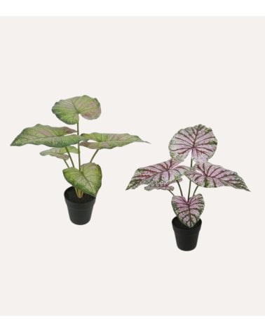 Planta Decorativa Bicolor Caladium en Maceta