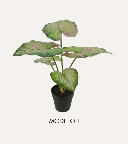 Planta Decorativa Bicolor Caladium en Maceta