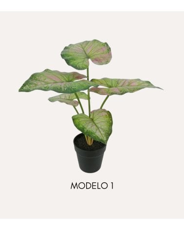 Planta Decorativa Bicolor Caladium en Maceta
