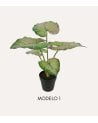 Planta Decorativa Bicolor Caladium en Maceta