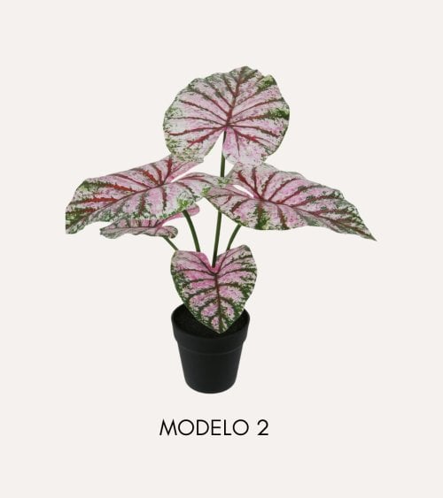 Planta Decorativa Bicolor Caladium en Maceta